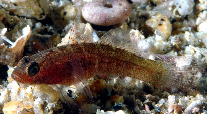 Odondebuenia balearica_008